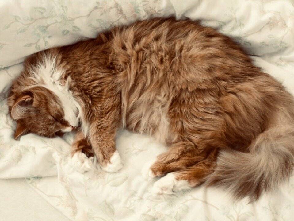 Почему коты и кошки много спят – весь день, что делать, если животное постоянно дремлет?