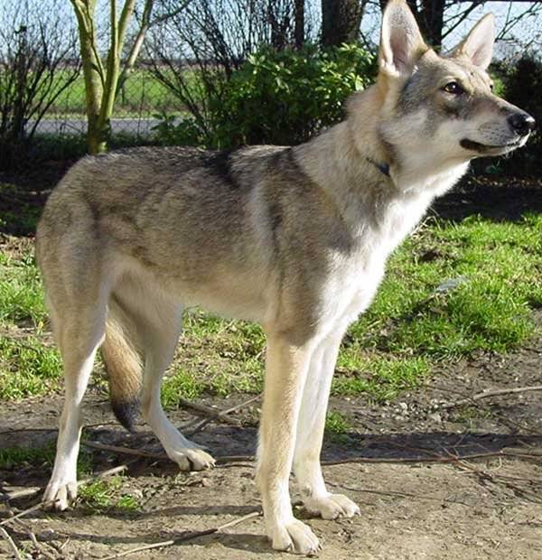 Саарлоос вольфхонд (саарлоосвольфхунд, саарлосская волчья собака, волч