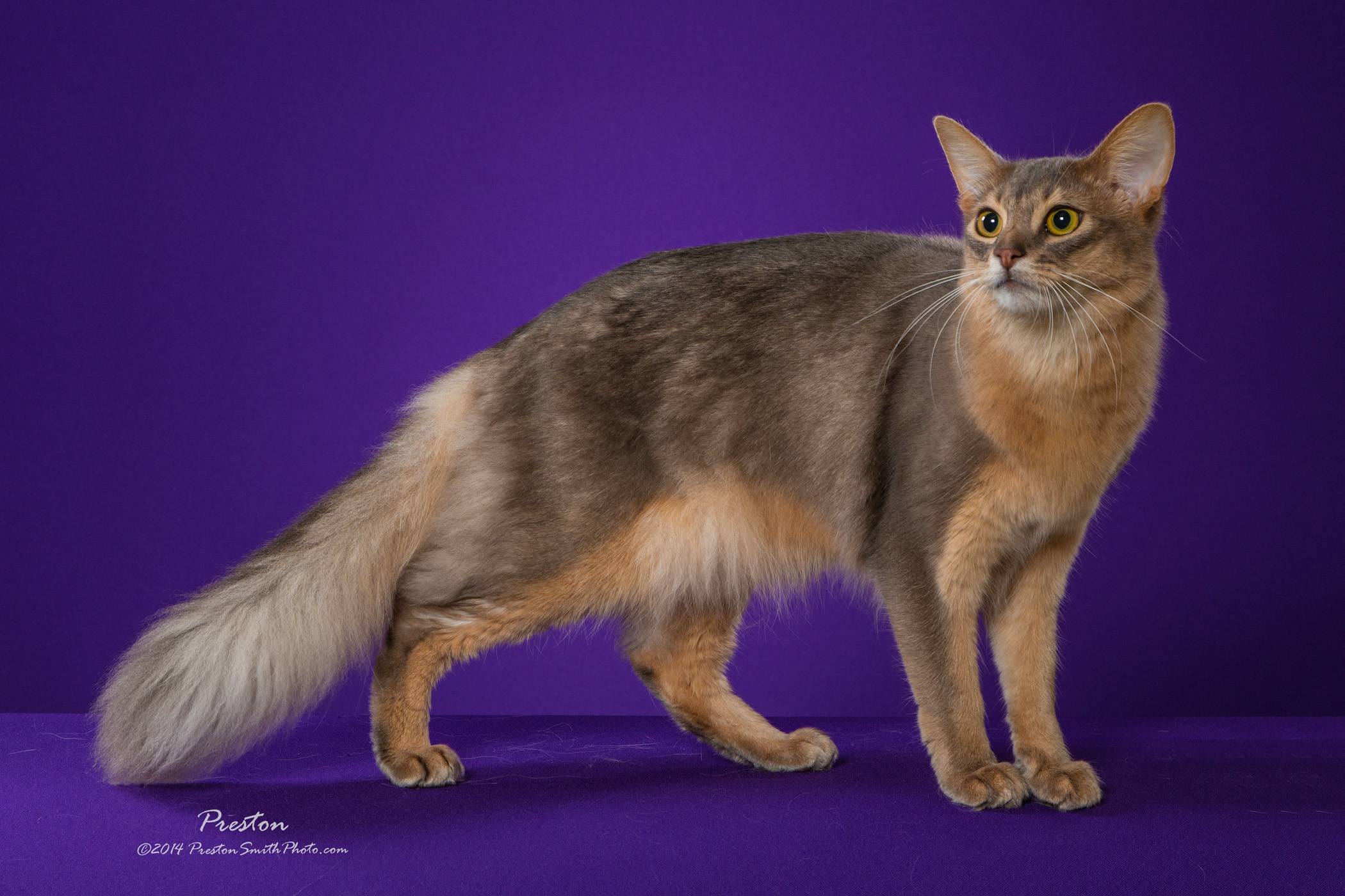 Сомалийская кошка – аристократка с лисьим хвостом