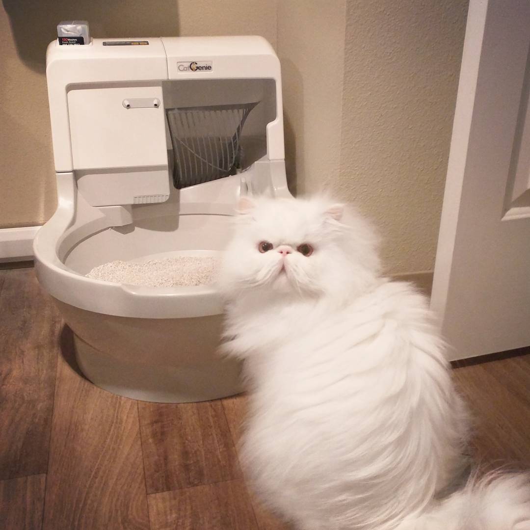 Автоматический туалет для кошек: выбор кошачьего самоочищающегося биотуалета. особенности лотков-роботов для котов. отзывы владельцев