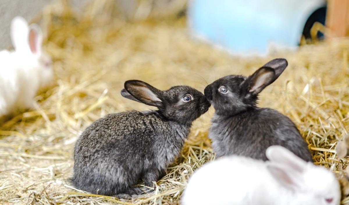 Кролиководство - что нужно знать для разведения кроликов