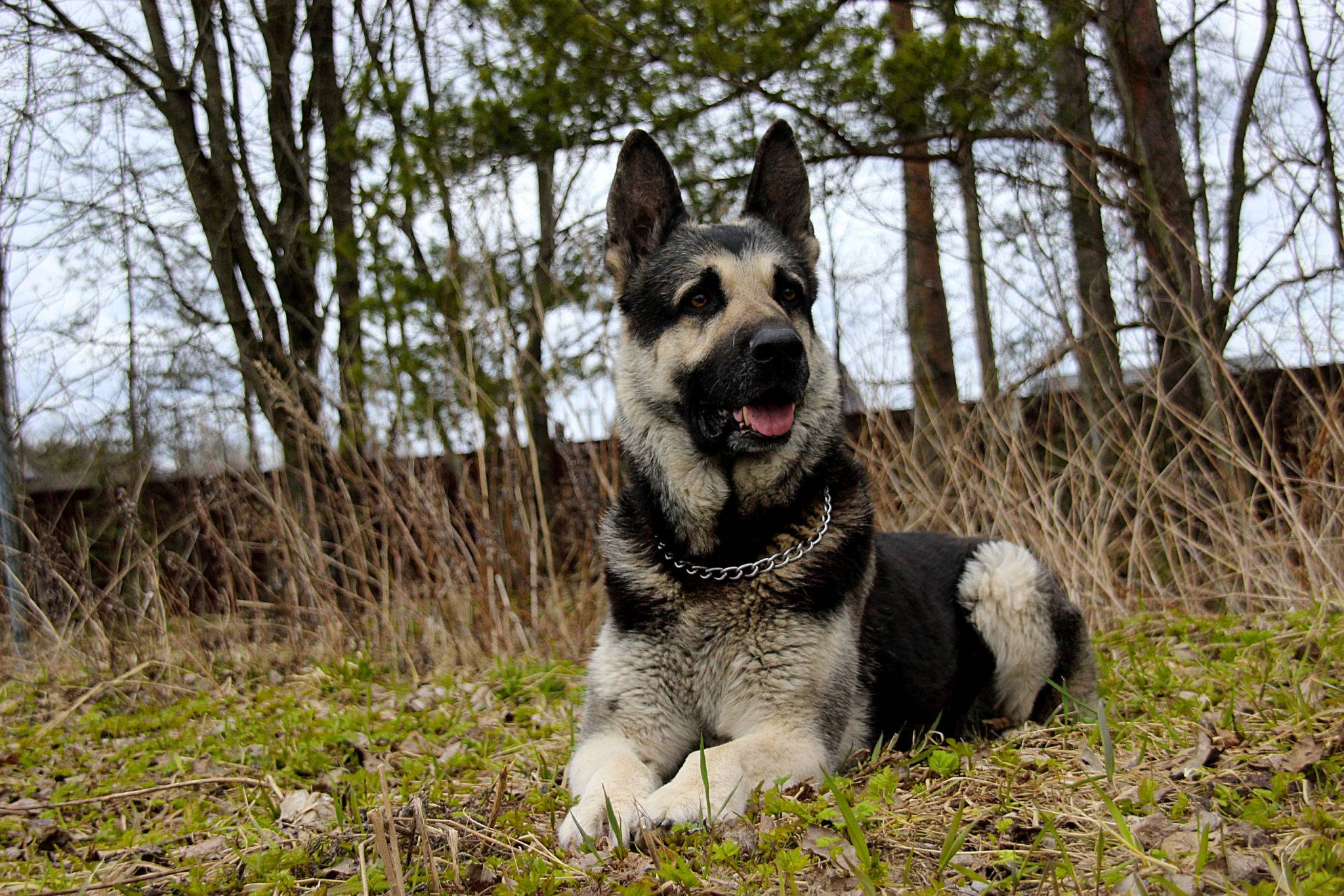 Собака восточно-европейская овчарка (фото): выносливый защитник и верный друг