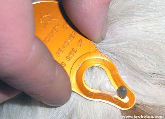 Способы вытащить клеща у собаки в домашних условиях: шприц, нитка, масло
