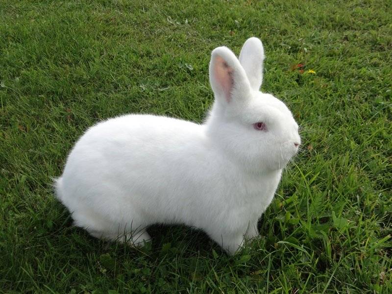 Новозеландский кролик – идеальный выбор для заводчиков