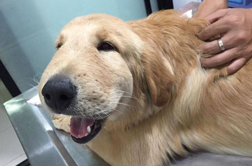 Одышка у собаки: причины, первая помощь, лечение  | блог ветклиники "беланта"