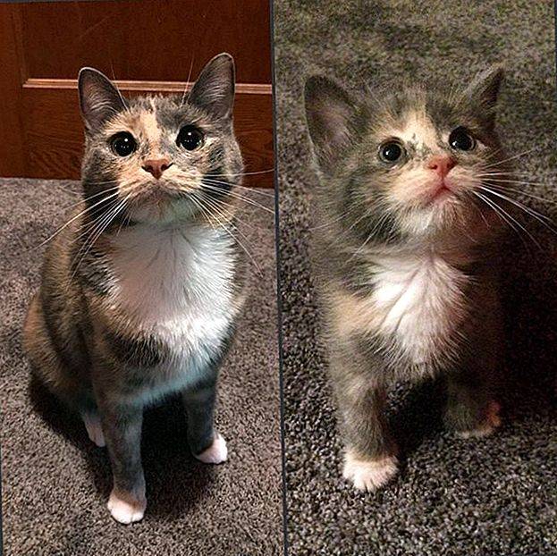 До какого возраста растут коты – этапы развития кошек разных пород