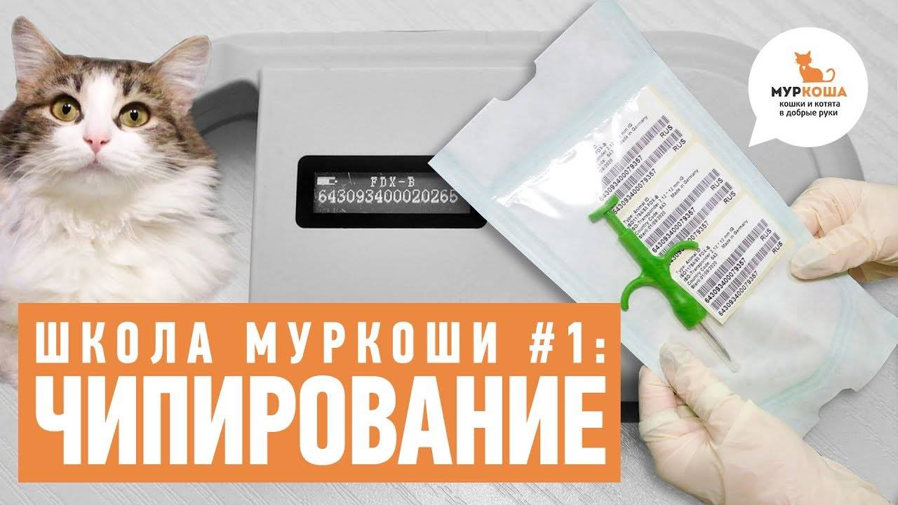 Что такое чипирование собак и как оно осуществляется?