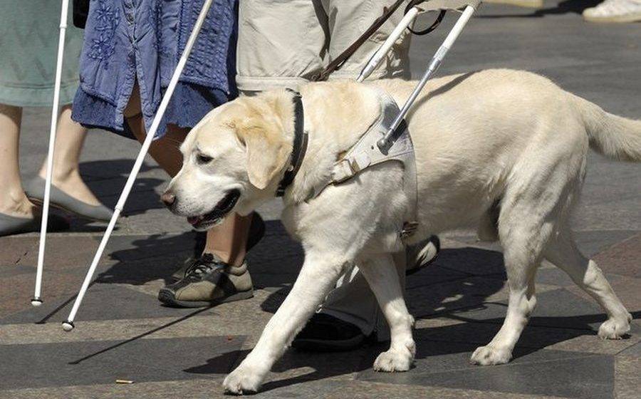 Собака-поводырь: породы, названия помощников для инвалидов