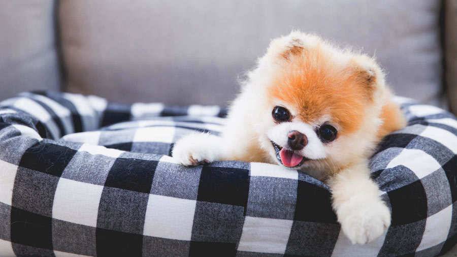 Собаки как игрушки - красивые породы маленьких собак