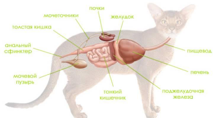 Почечная недостаточность у кошек: симптомы, причины,  лечение | блог ветклиники "беланта"