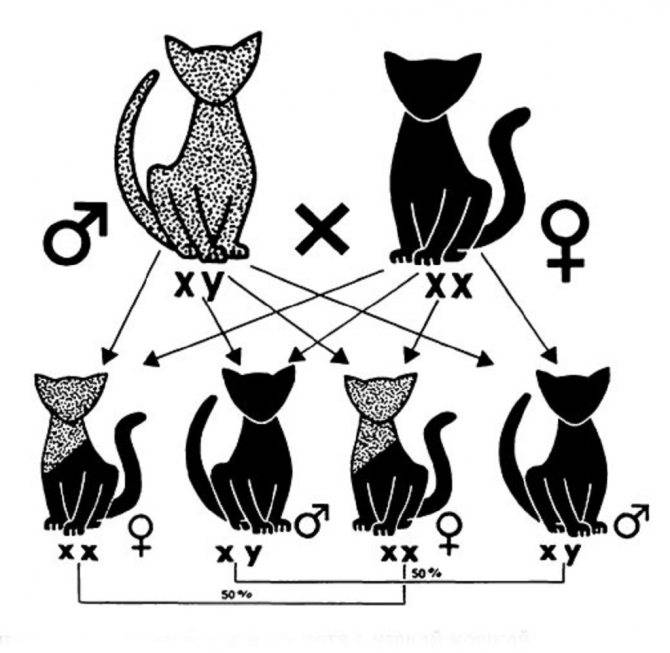 Хромосомы – на какие характеристики животных они влияют, сколько их у кошек и котов