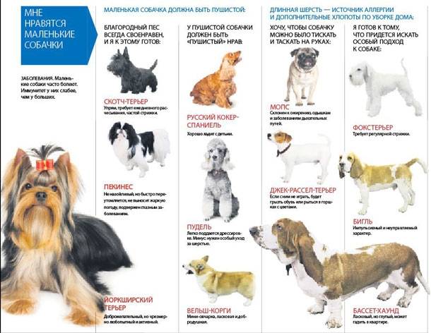 Ньюфаундленд собака. описание, особенности, уход и цена ньюфаундленда
