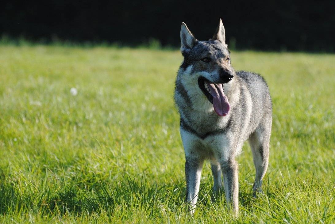 Чехословацкая волчья собака (чешский влчак) 115 фото + все особенности породы