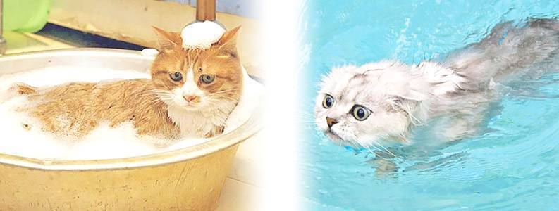 Кошка или кот боится воды: почему возникает страх и можно ли с ним бороться, все ли питомцы подвержены этой фобии
