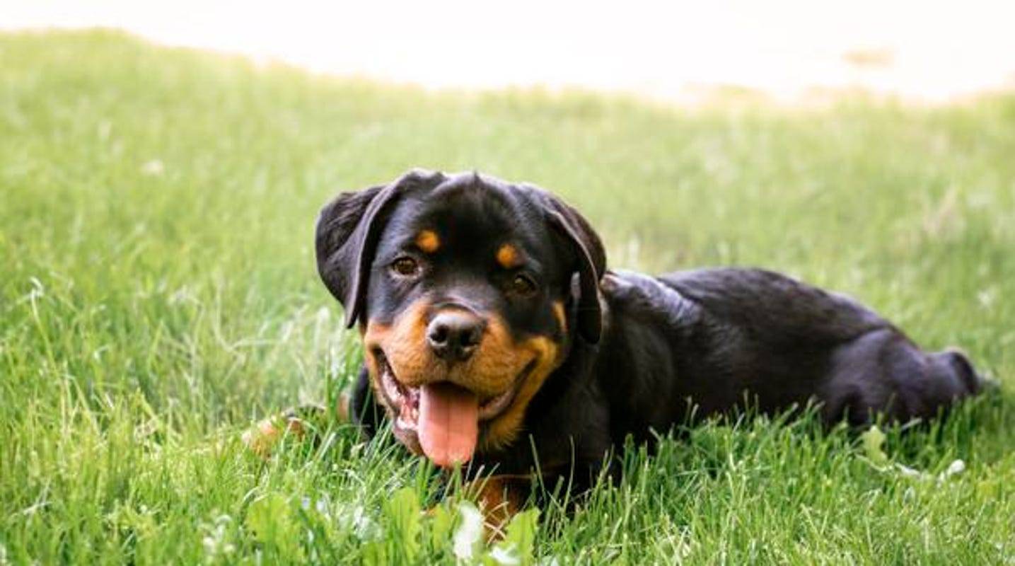 Щенок ротвейлер: описание породы и характер собаки