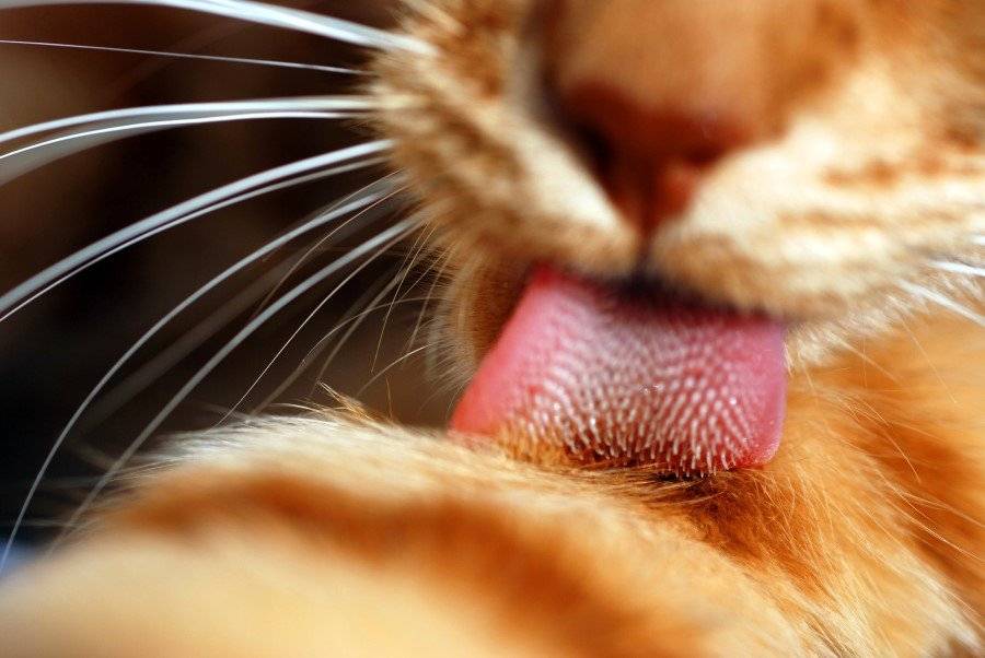 Особенности кошачьего языка