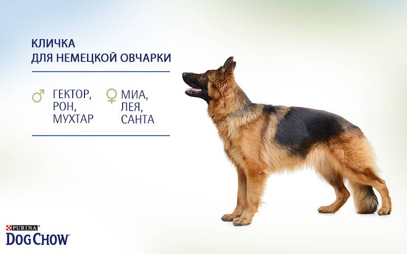 Немецкие клички для собак мальчиков и девочек (кобелей и сук) - petstime.ru