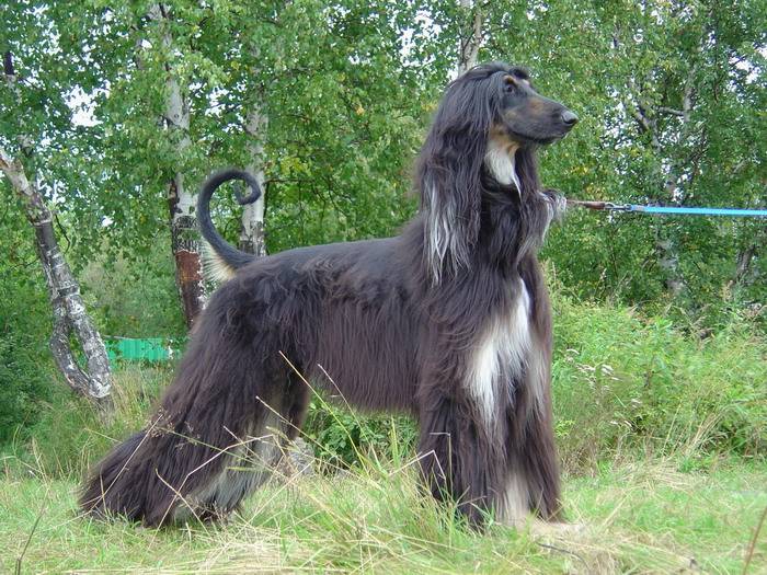 Пушистые собаки (52 фото): самые лохматые породы в мире, собаки с длинной шерстью, самые волосатые щенки с названиями