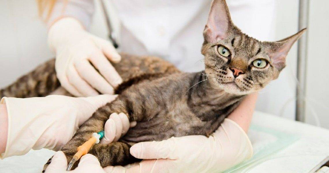 Кровь в моче у кошки - причины и лечение
