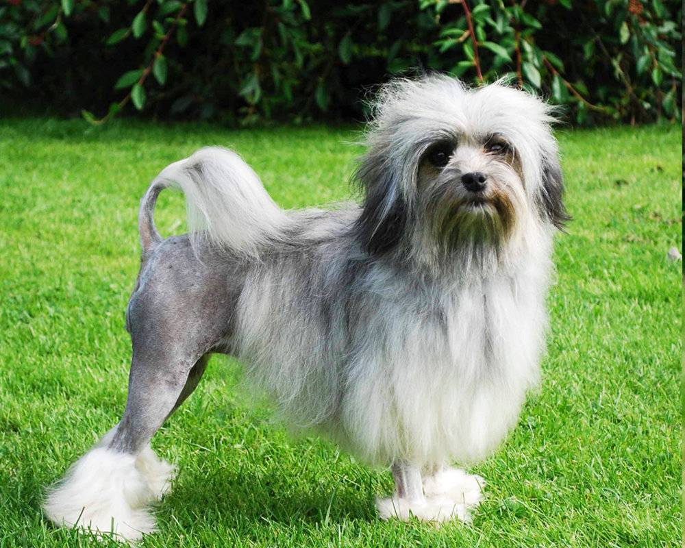 Малая львинная собака (петит шьен лион, лион бишон, левхен): фото, купить, видео, цена, содержание дома