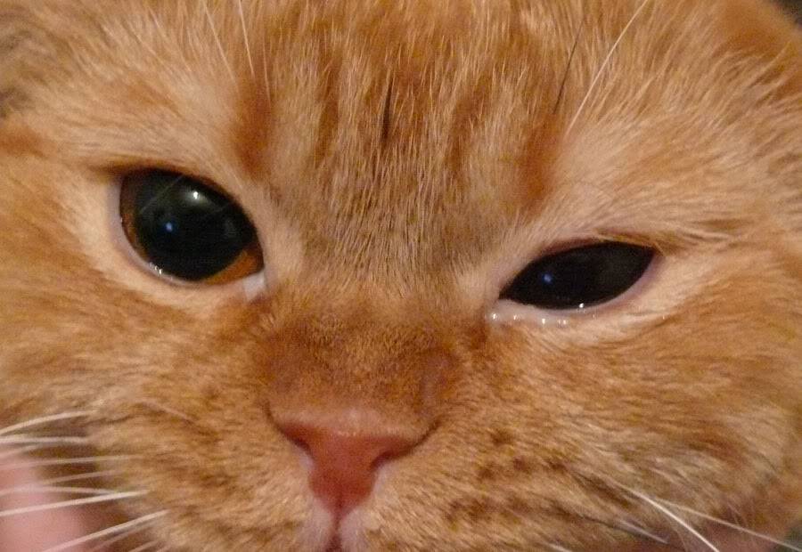 Если у кошки глаза слезятся, что делать в домашних условиях?