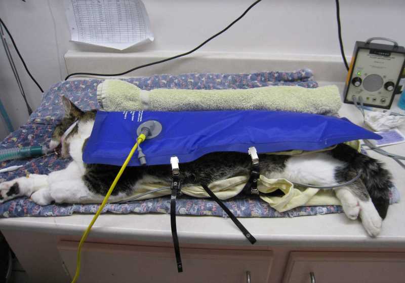 Стерилизация кошки на дому: лапароскопия, отзывы, как ухаживать