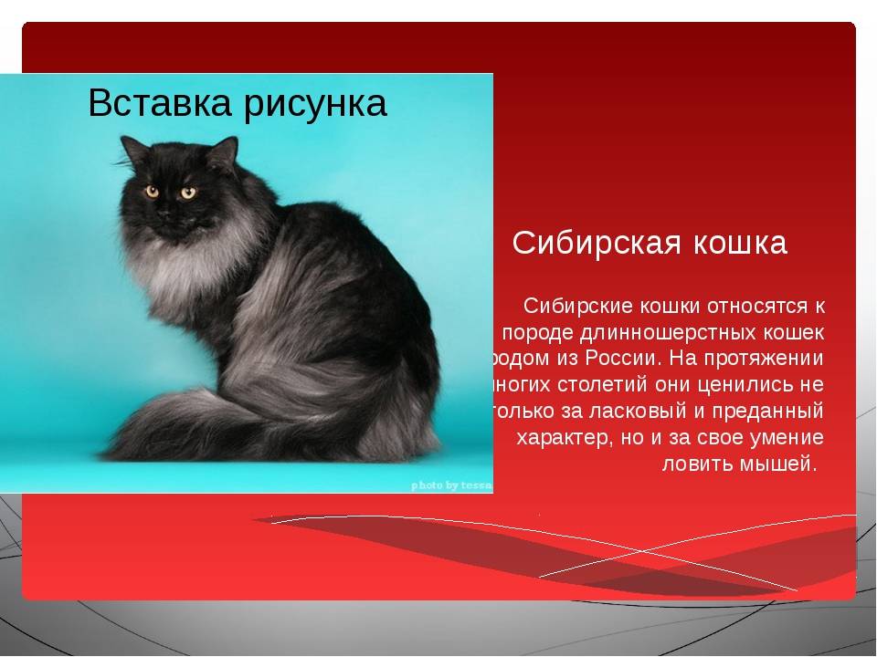 Сибирская кошка серого окраса (17 фото): особенности окраса, характеристика породы и особенности ухода