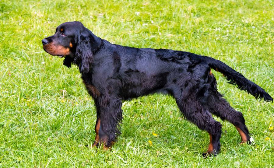 Шотландский сеттер (гордон): описание породы собак с фото и видео