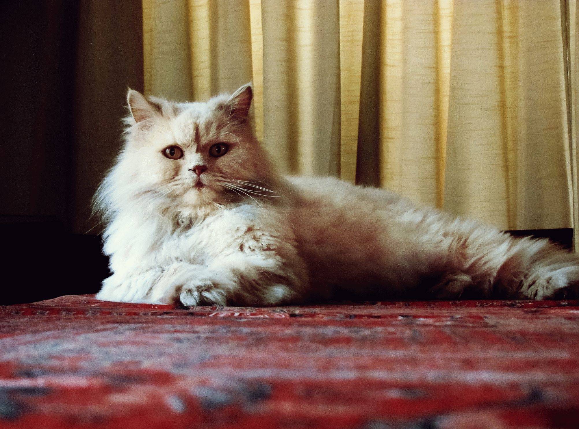 Ангорская кошка: аристократка с характером