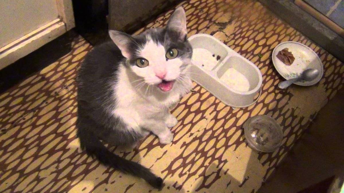Почему кошка постоянно просит есть: причины, орёт и требует еду