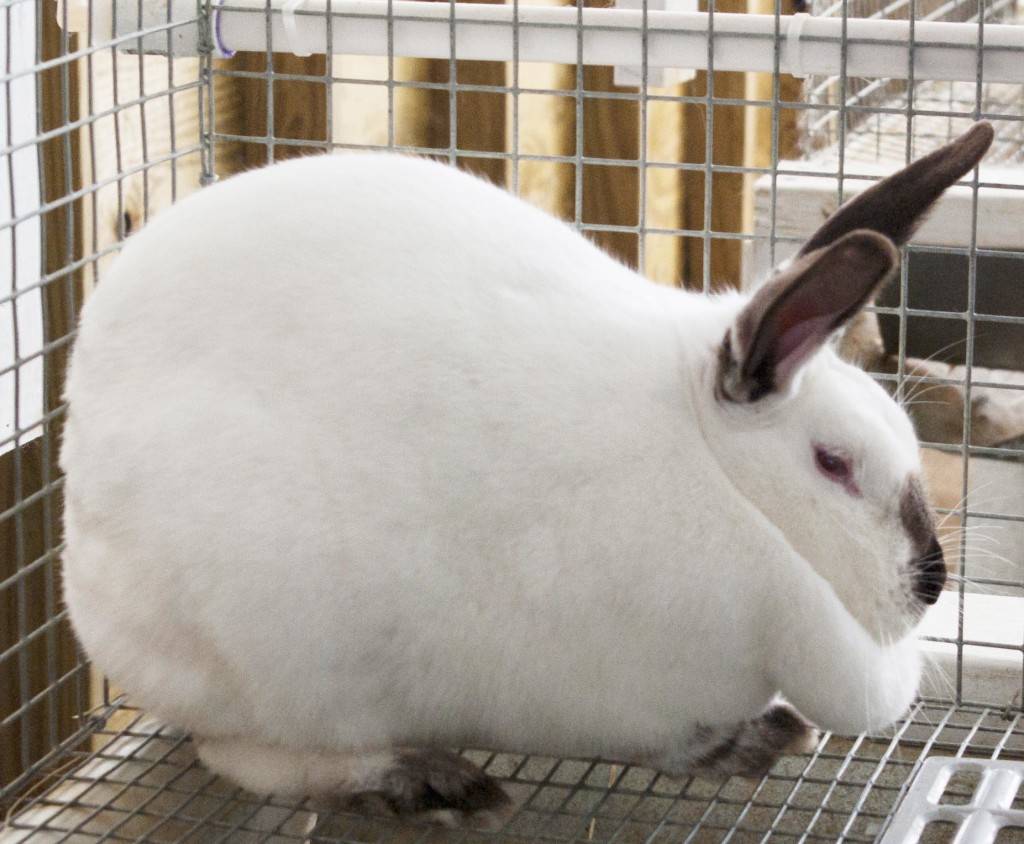 Калифорнийский кролик (48 фото): описание породы, особенности разведения и содержания кроликов. как изменяется вес кроликов по месяцам? отзывы владельцев