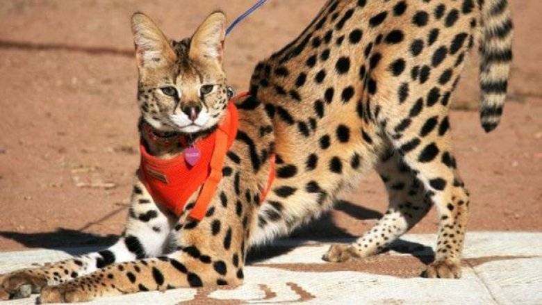 Африканская порода диких кошек- сервал: описание