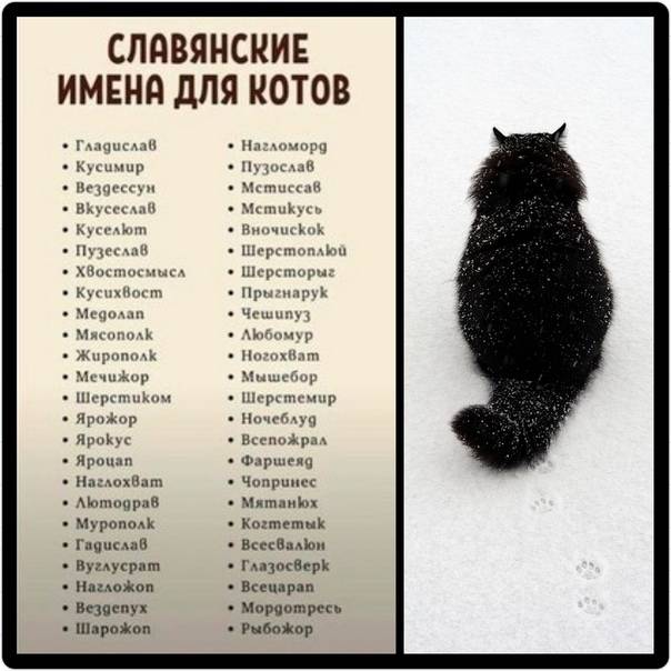 Русские имена для котов и кошек: список простых красивых, популярных и прикольных кошачьих имен для котят-девочек и мальчиков