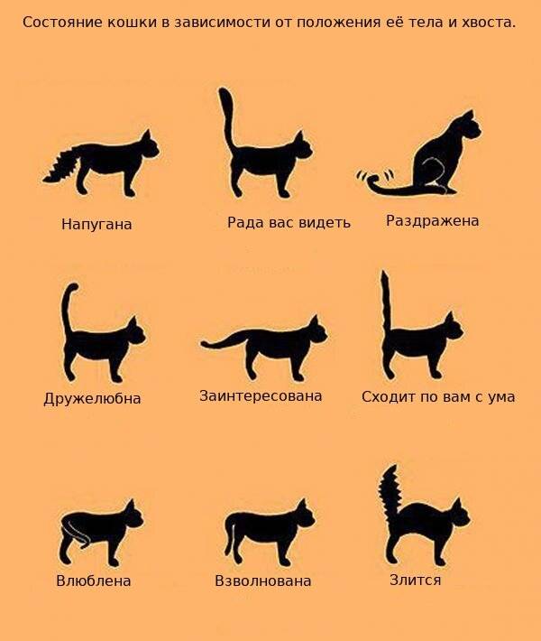 Особенности кошачьего языка и краткий словарь переводчик