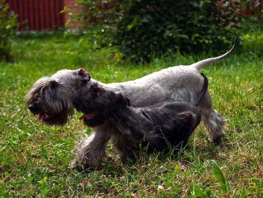 Чешский терьер – описание породы собак, цена