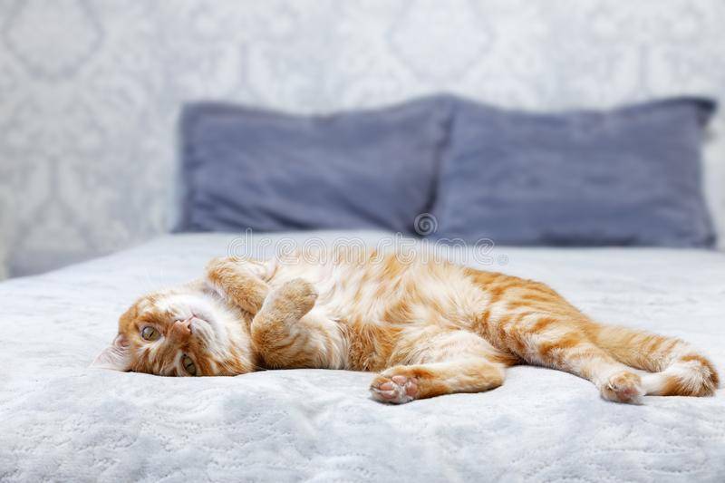 Почему кошки любят лежать на спине? — 4 лапки