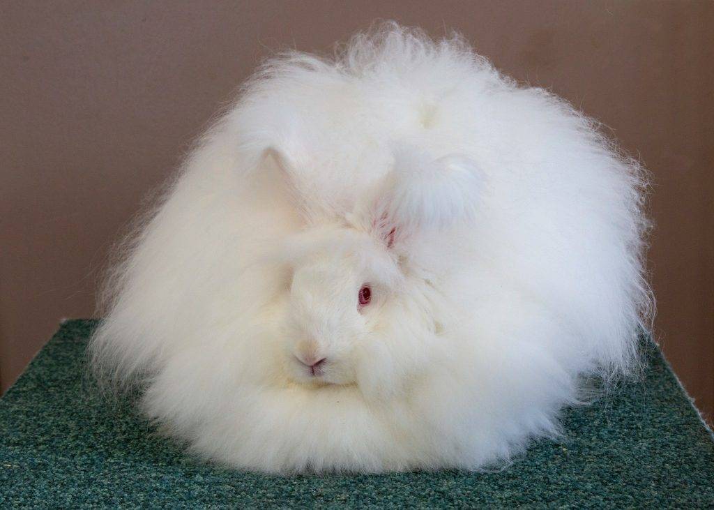 Карликовый кролик: 125 фото и видео распространенных пород, выбор клетки и корма