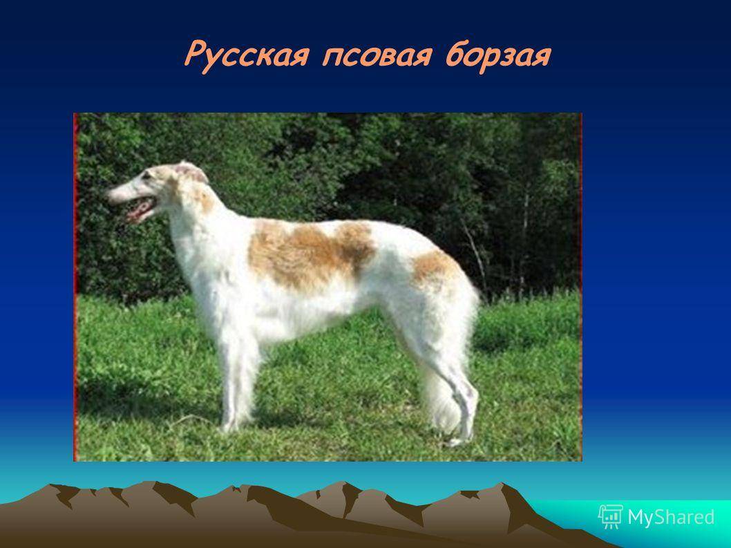Русская пегая гончая: фото и видео собак на охоте, стандарт и описание породы