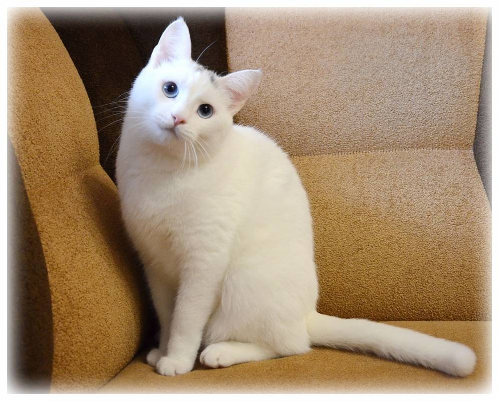 Ориентальная короткошёрстная кошка: подробное описание, фото, купить, видео, цена, содержание дома