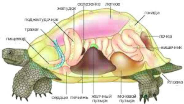 Костные образования в роговом панцире сухопутных черепах