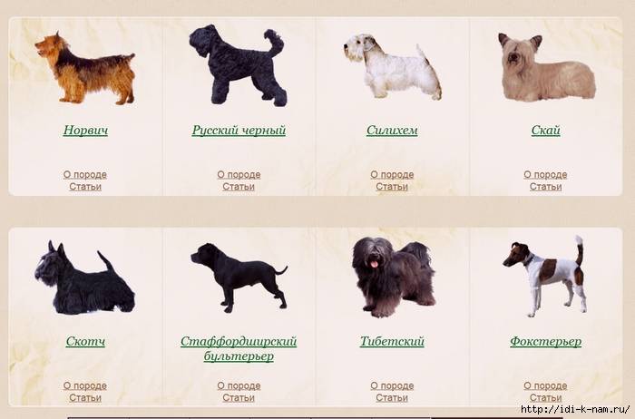 Породы собак маленьких размеров с фото, названиями и особенностями характера