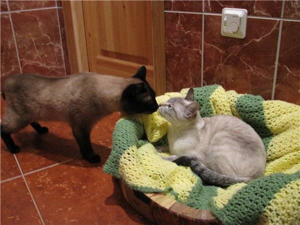 Как выбрать партнера и организовать вязку кошек