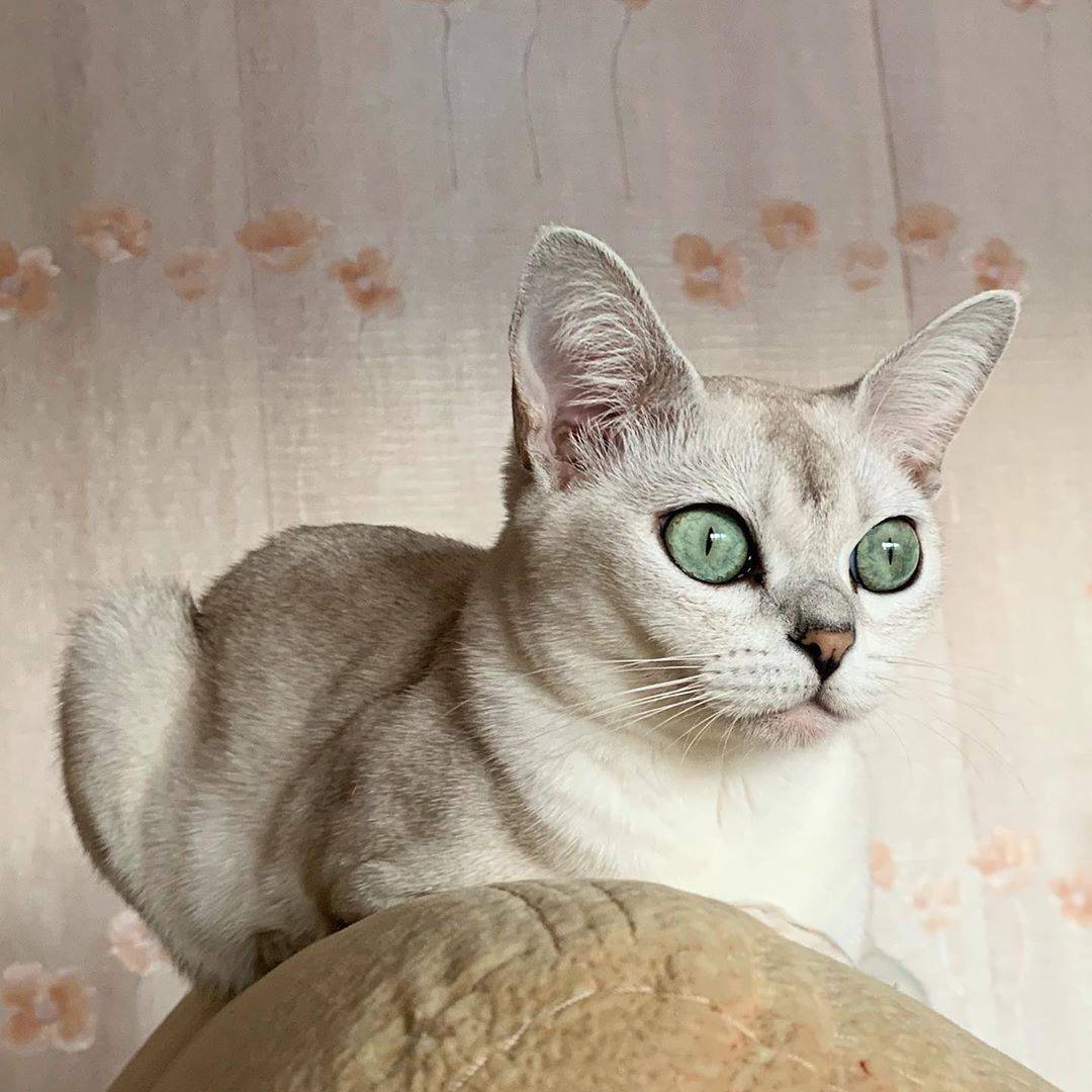 Бурмилла Купить Котенка В Санкт Петербурге
