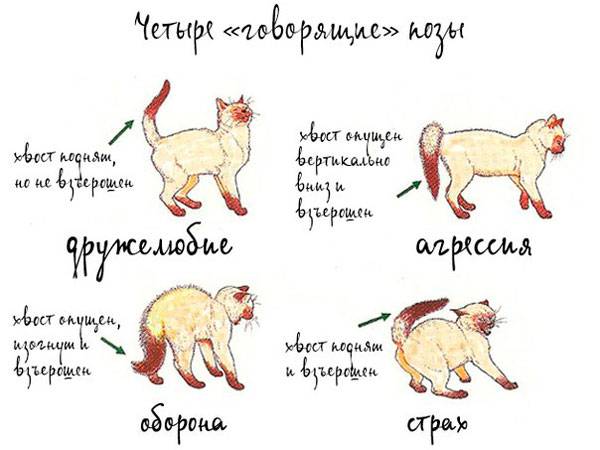 Правила грамотной вязки кошек