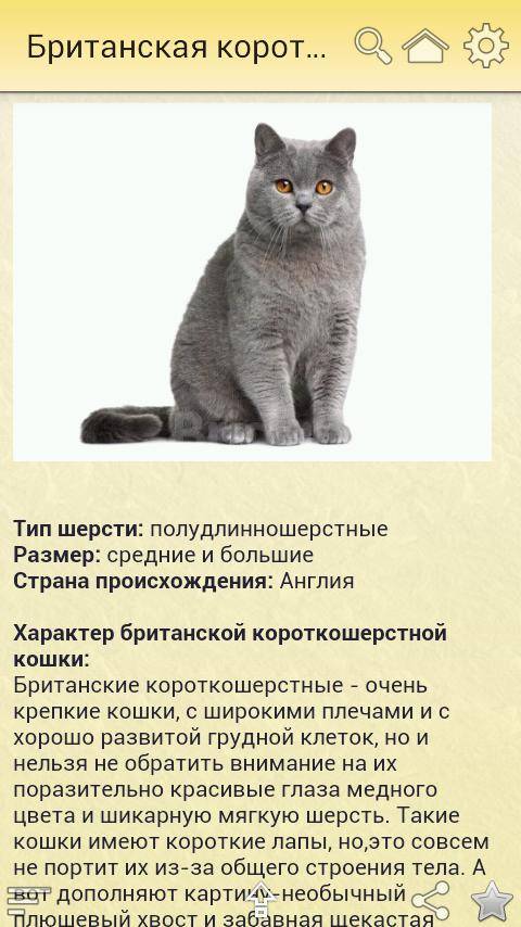 Порода кошек нибелунг: стандарт и характер, уход и содержание, разведение