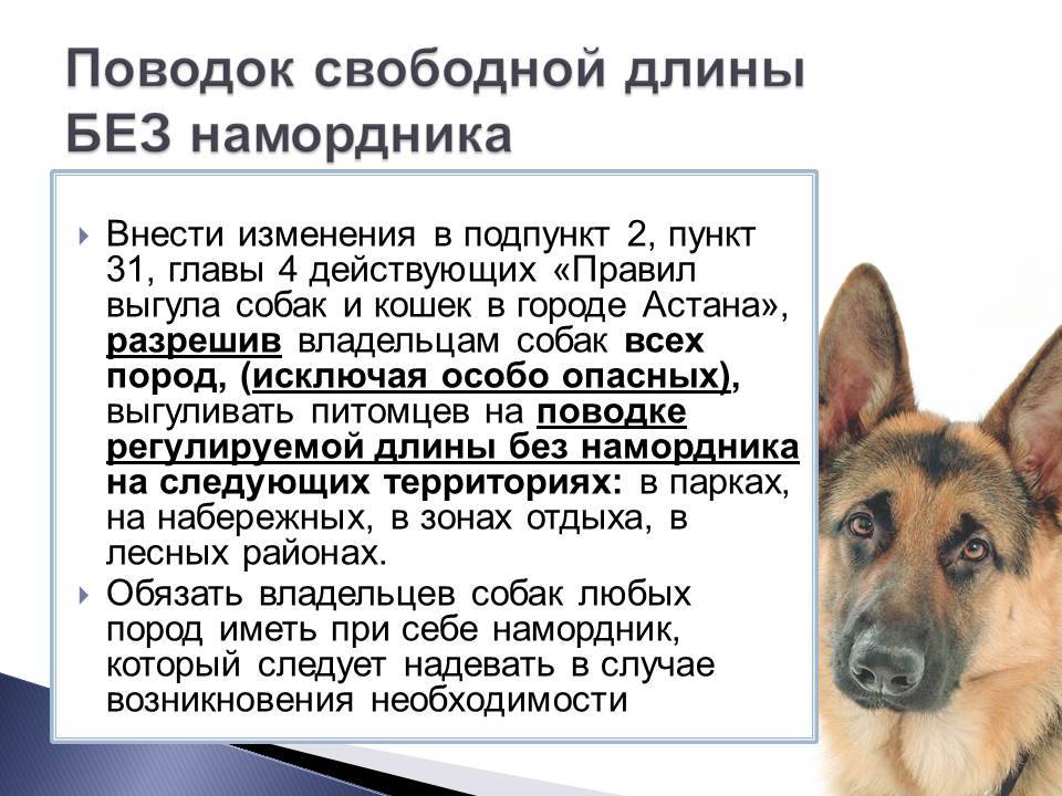Штраф за выгул собаки без намордника и поводка в 2021 году: закон