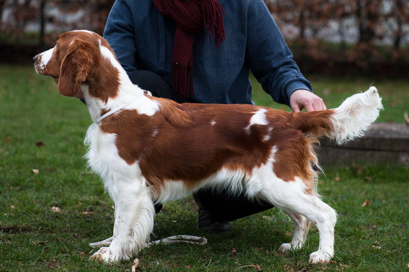 Характеристика собак породы английский спрингер спаниель с отзывами и фото