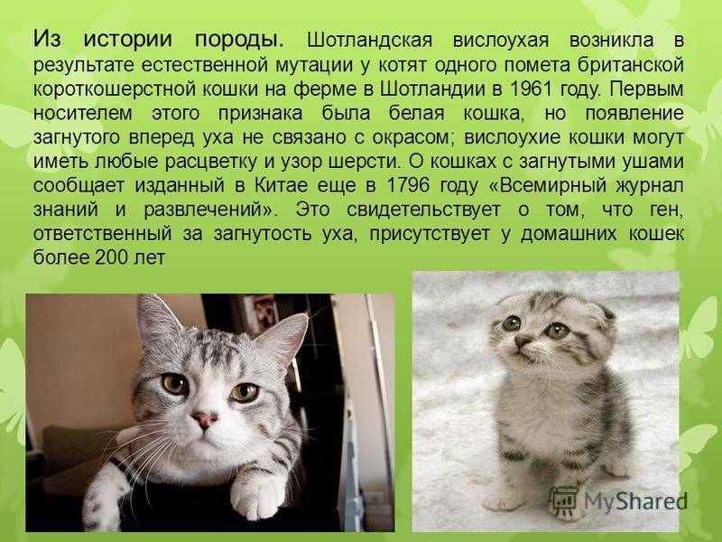 Европейская короткошерстная кошка (кельтская): фото,цены