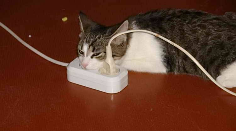 Почему кошка грызёт провода, как отучить от вредной привычки
