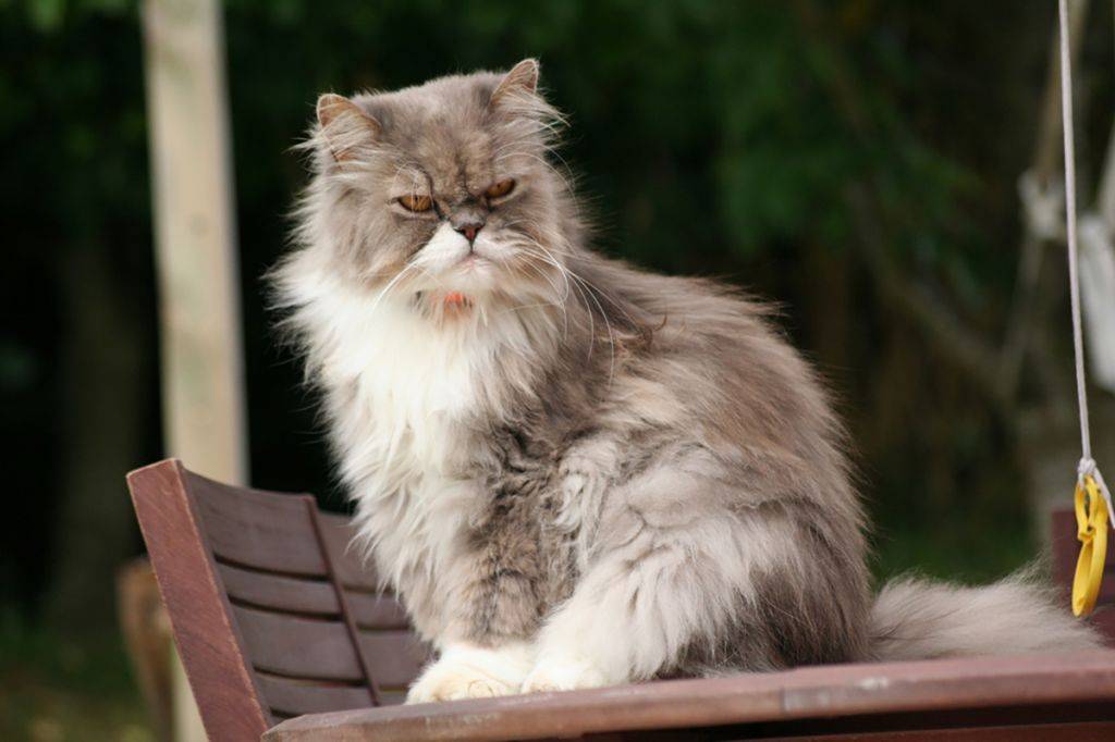 Персидская кошка. описание, особенности, цена и уход за персидской кошкой